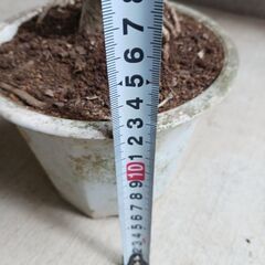 2000円 9 ホンコン コンパクタ　5号　シェフレラ　観葉植物の画像