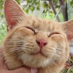 【代理投稿】❤️人懐こい茶トラのレンジくん❤️ - 猫