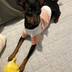ミニチュアピンシャー🐶女の子　