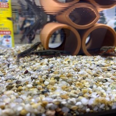 水槽セットアカハライモリ約10匹以上の画像
