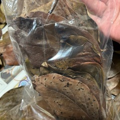 メダカの越冬用　柿の葉　1袋30枚＋αの画像