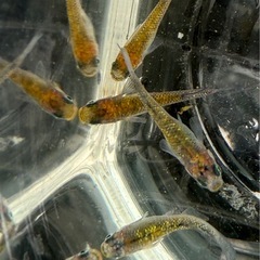 改良メダカ　夜桜　成魚サイズ　オスメス合計5匹の画像