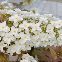 柏葉アジサイ　苗の画像