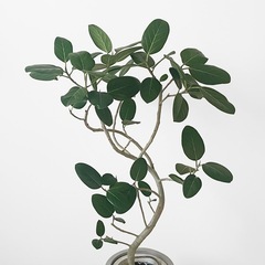 観葉植物 フィカス ベンガレンシスの画像