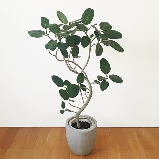 観葉植物 フィカス ベンガレンシス