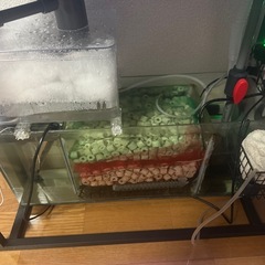 60センチオーバーフロー水槽の画像