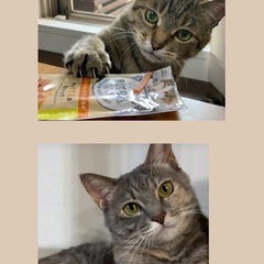 ５０代韓国＆猫好きな女性