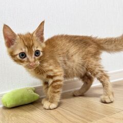 遊び大好き、茶トラの元気っ子💗