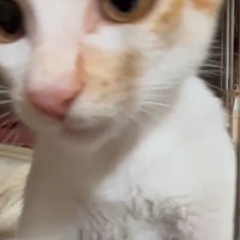 常にゴロゴロ♡甘ったれ茶白くん♡2ヶ月の子猫