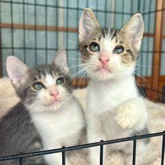 多頭飼育崩壊レスキューのあさり＆しじみ