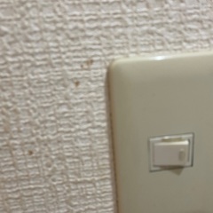 朝顔の種　青紫　30粒の画像