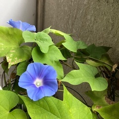 朝顔の種　青紫　30粒の画像