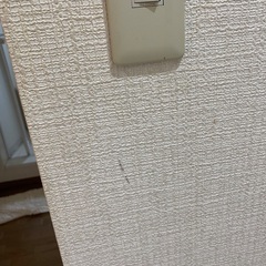 朝顔の種　青紫　30粒の画像