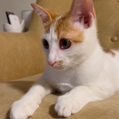 とっても可愛い♡茶白くん！甘えん坊な3〜4ヶ月の男の子