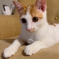 とっても可愛い♡茶白くん！甘えん坊な3〜4ヶ月の男の子 - 大田区