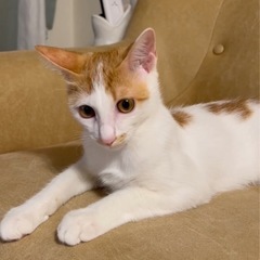 とっても可愛い♡茶白くん！甘えん坊な3〜4ヶ月の男の子 - 猫