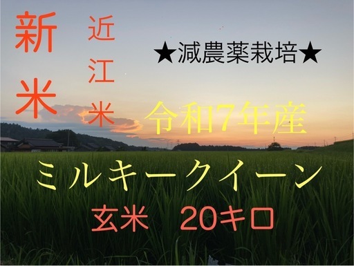 玄米 20キロ　減農薬栽培-40%減 令和7年産近江米　ミルキークイーン　遠赤外線乾燥　お米　農家直販　安全