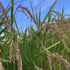 玄米 20キロ　減農薬栽培-40%減 令和7年産近江米　ミルキークイーン　遠赤外線乾燥　お米　農家直販　安全の画像