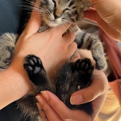 ちっこいキジくん♡もふもふ♡甘えん坊！2ヶ月 - 猫