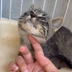 ちっこいキジくん♡もふもふ♡甘えん坊！2ヶ月 - 里親募集