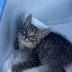 ちっこいキジくん♡もふもふ♡甘えん坊！2ヶ月 − 東京都