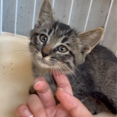 ちっこいキジくん♡もふもふ♡甘えん坊！2ヶ月