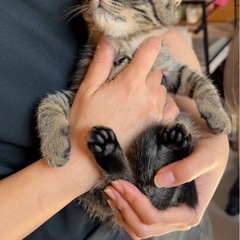 ちっこいキジくん♡もふもふ♡甘えん坊！2ヶ月 - 大田区