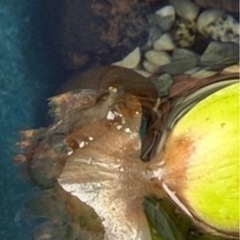 ミナミヌマエビ子供１０匹の画像