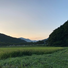玄米 30キロ　減農薬栽培-40%減 令和7年産近江米　ミルキークイーン　遠赤外線乾燥　お米　農家直販　安全の画像