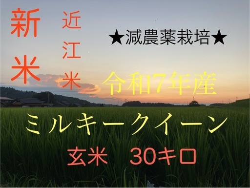 玄米 30キロ　減農薬栽培-40%減 令和7年産近江米　ミルキークイーン　遠赤外線乾燥　お米　農家直販　安全