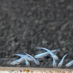 メダカ　極龍  稚魚〜若魚の画像
