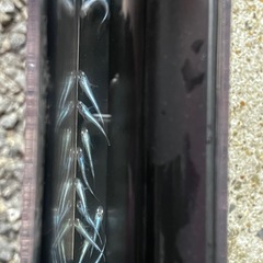 メダカ　極龍  稚魚〜若魚の画像