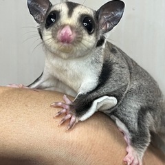 フクロモモンガ ノーマルhetプラチナorリューシくん🎃