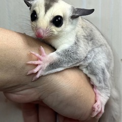 フクロモモンガ 濃いめのプラチナホワイトフェイス 男の子 🎃