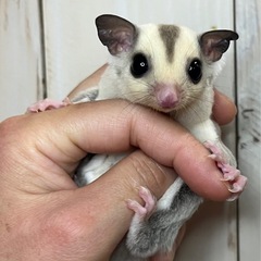 フクロモモンガ イケメンプラチナ 男の子 🎃