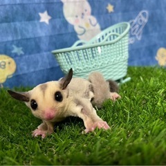 フクロモモンガベビー 🍼の画像