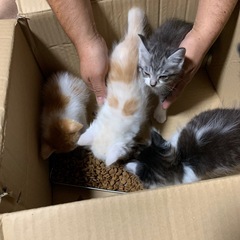 子猫（お願い）