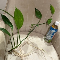写真10/17　ヤマサキカズラ　水上葉　観葉植物　水草　の画像