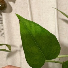 ポトス テルノリンダ ①　観葉植物の画像