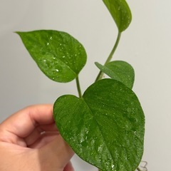 ポトス テルノリンダ ①　観葉植物の画像
