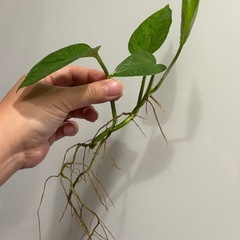 ポトス テルノリンダ ①　観葉植物の画像