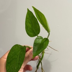 ポトス テルノリンダ ①　観葉植物の画像