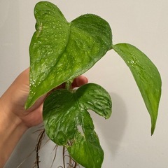 ポトス テルノリンダ ② 観葉植物の画像