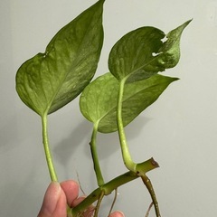 ポトス テルノリンダ ② 観葉植物の画像