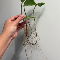 ポトス テルノリンダ ② 観葉植物の画像