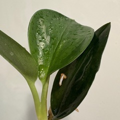 スキンダプサス トレビーブラック ① 観葉植物の画像