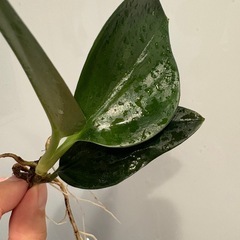 スキンダプサス トレビーブラック ① 観葉植物の画像
