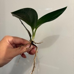 スキンダプサス トレビーブラック ① 観葉植物の画像