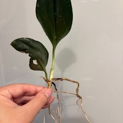 スキンダプサス トレビーブラック ② 観葉植物の画像