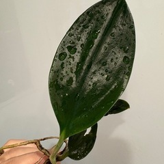 スキンダプサス トレビーブラック ② 観葉植物の画像